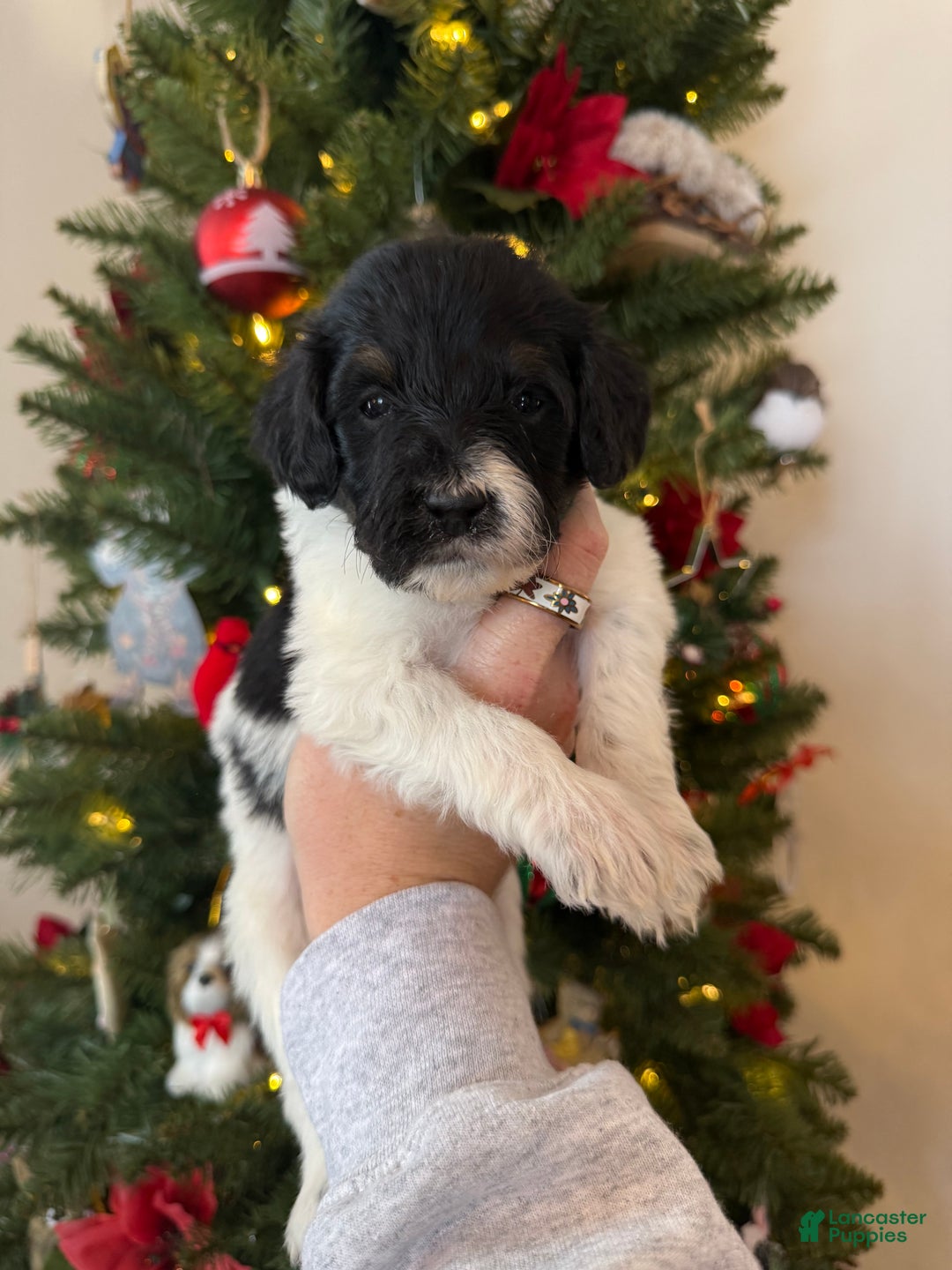 Mixed Breed dogs for sale: Frank - Ad 5