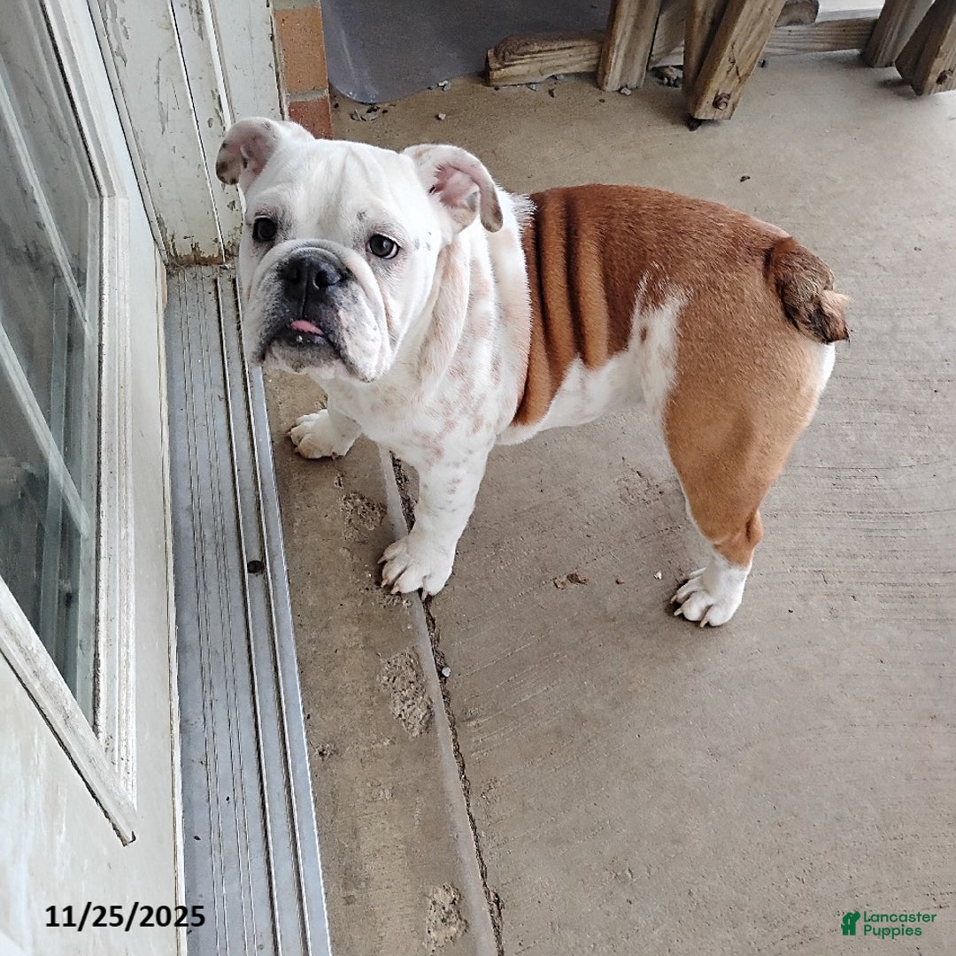 English Bulldog dogs for sale: Renita - Ad 22