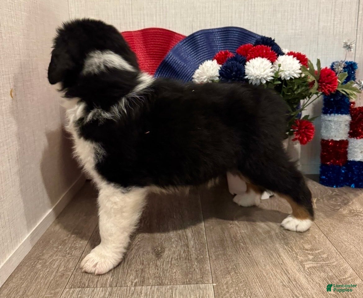 Australian Shepherd dogs Cash  - Ad 1