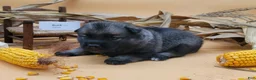 Norwegian Elkhound dogs for sale: Buck - Ad 2