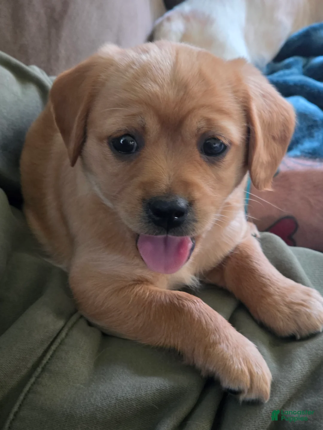 Cavapoo dogs for sale: Mia - Ad 2