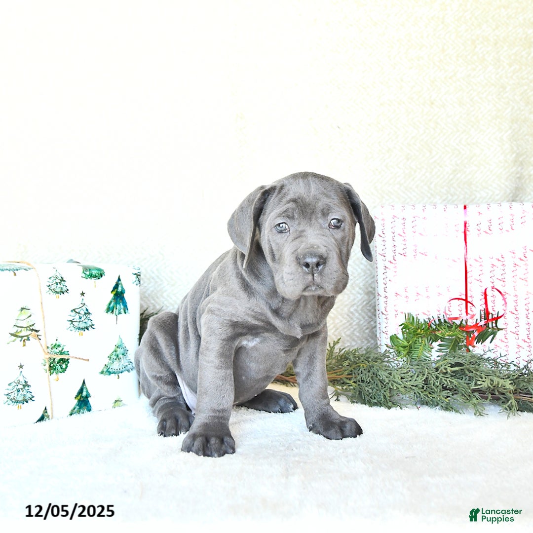 Cane Corso dogs for sale: Nova - Ad 5