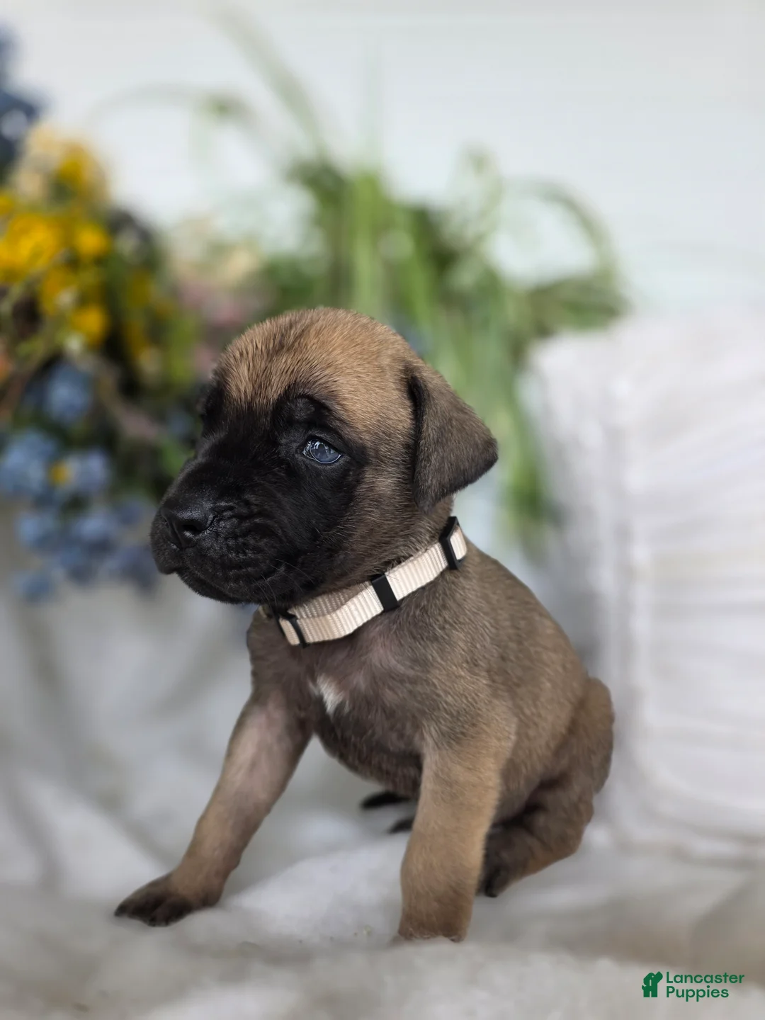 English Mastiff dogs for sale: Charity - Ad 2