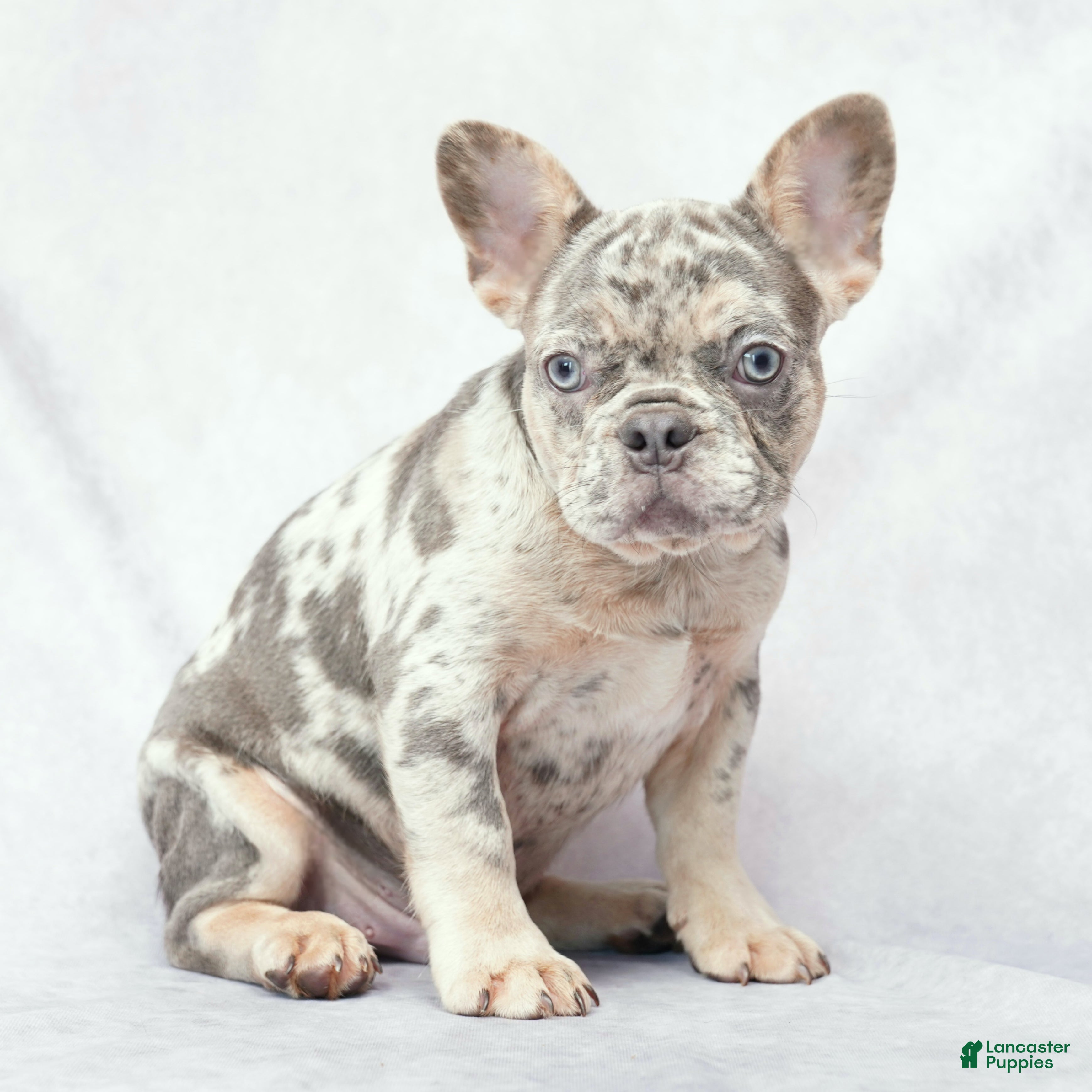 French Bulldog dogs Diesel - Ad 2