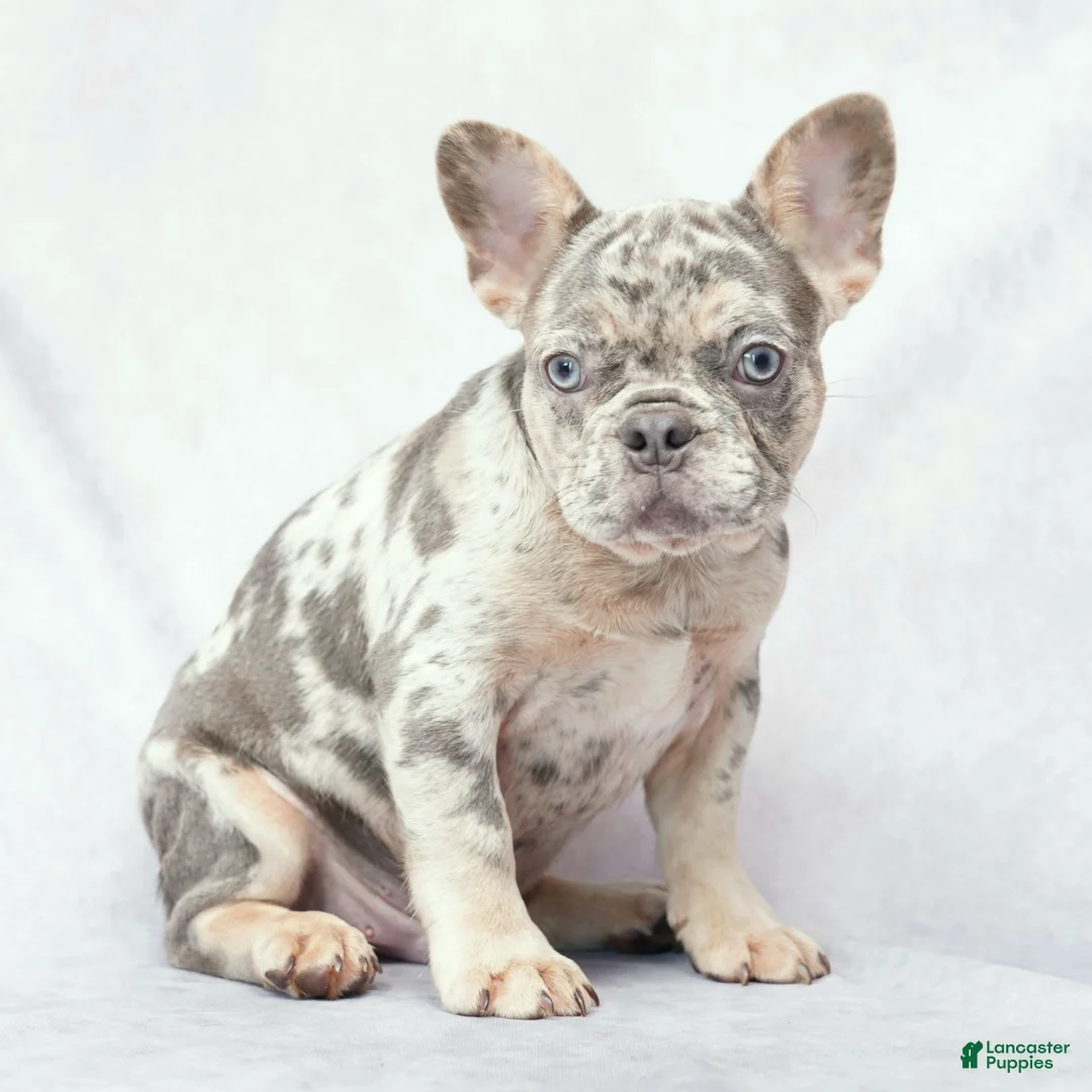 French Bulldog dogs for sale: Diesel - Ad 2
