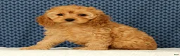 Cockapoo dogs for sale: Lucy - Ad 1