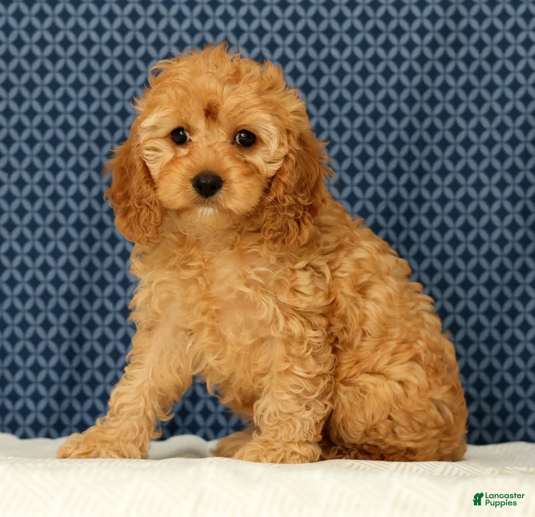 Cockapoo dogs for sale: Lucy - Ad 1