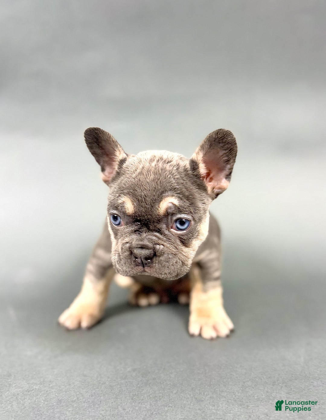 French Bulldog dogs for sale: Donut - Ad 3