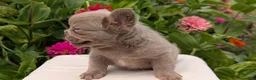 French Bulldog dogs for sale: Stella - Ad 10