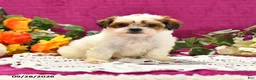 Shihpoo dogs for sale: Jana - Ad 4
