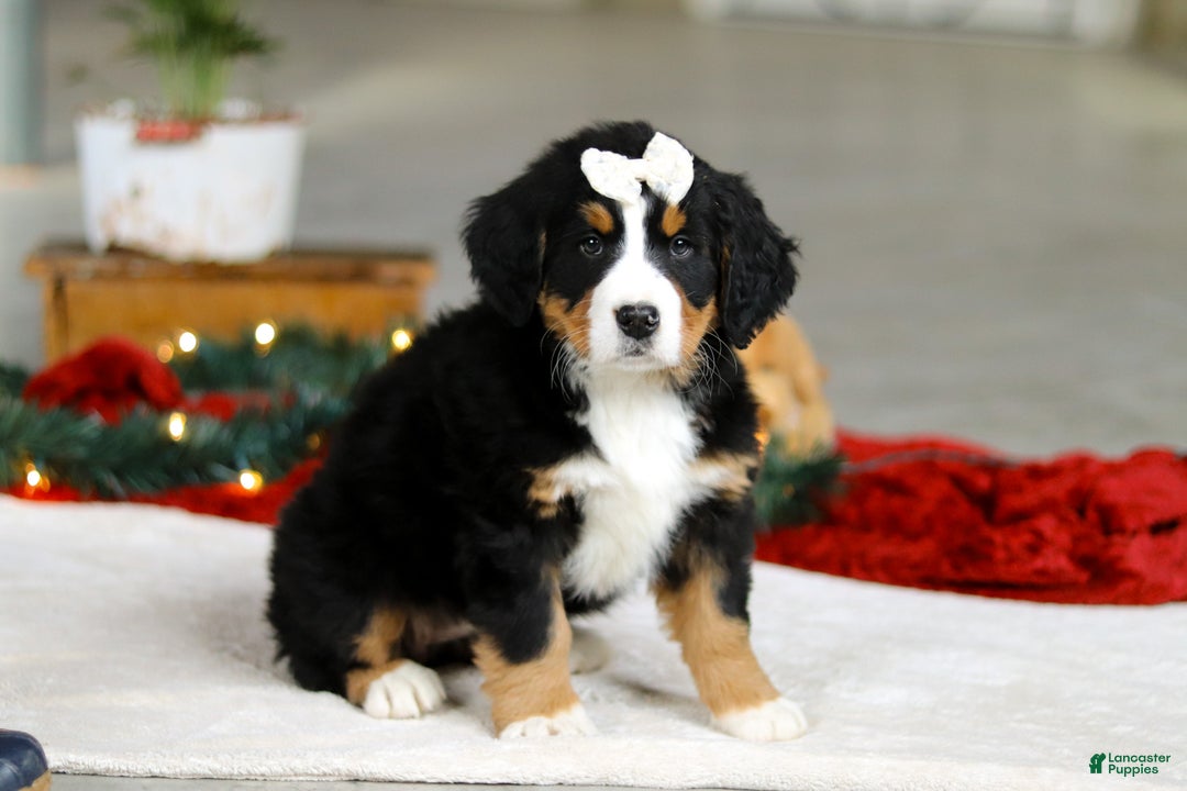 Bernese Mountain Dog dogs for sale: Karly - Ad 1