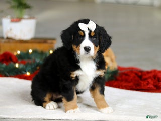 Bernese Mountain Dog dogs Karly - Ad 13