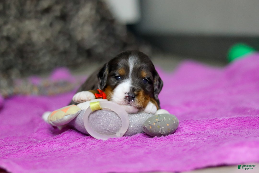 Mini Bernedoodle dogs for sale: Dakota — Male — $2499 - Ad 7