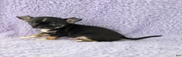Chihuahua dogs for sale: AKC Charlotte - Ad 3