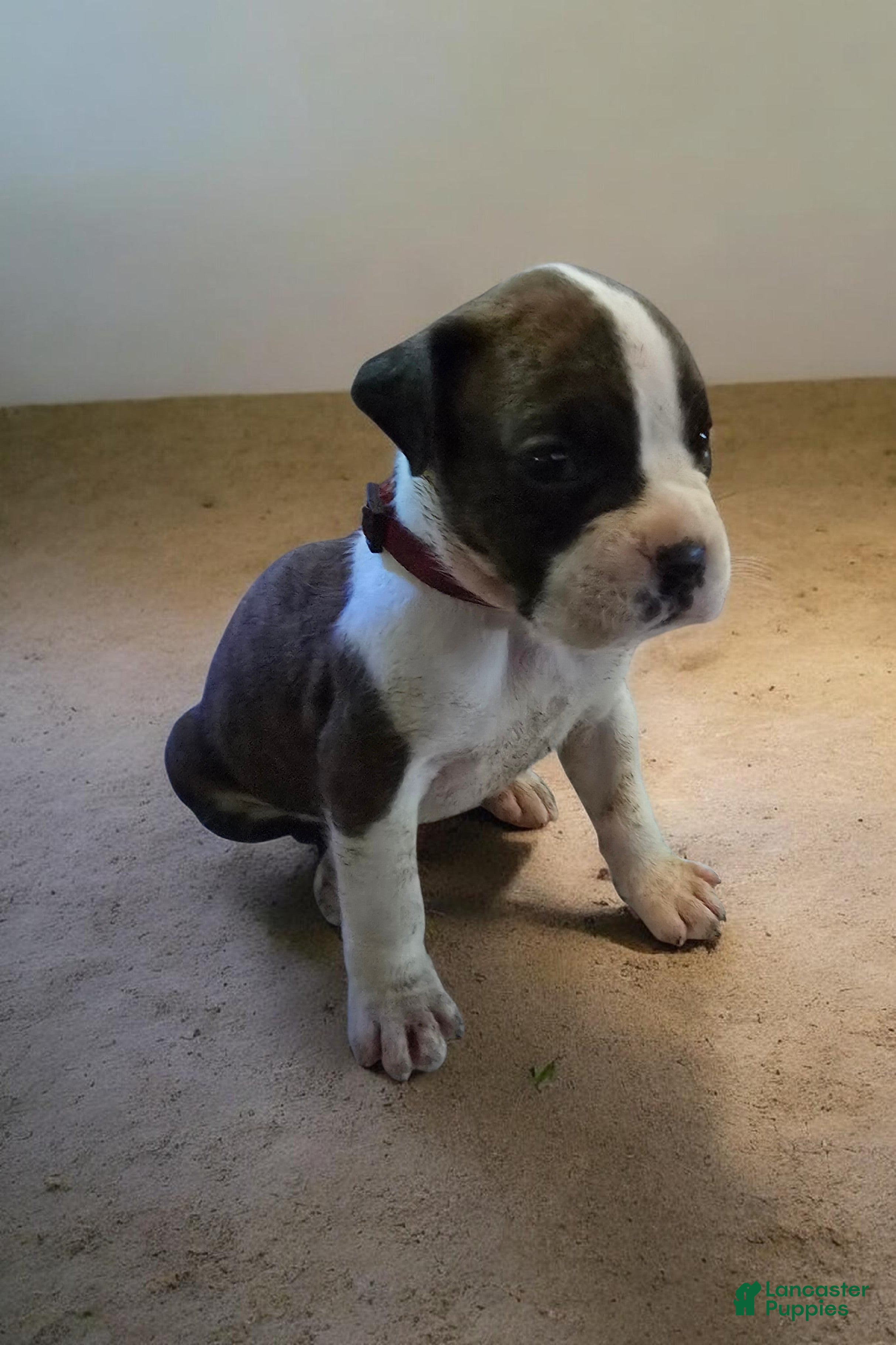 Boxer dogs Boxer Puppy 1 - Ad 1