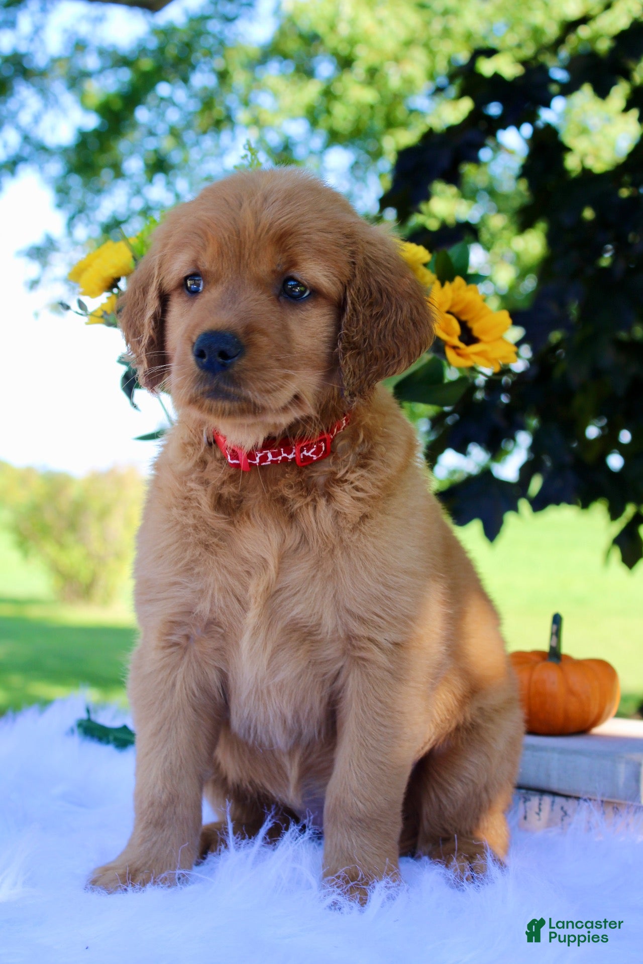 Golden Retriever dogs Autumn - Ad 1