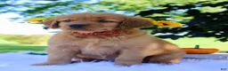 Golden Retriever dogs for sale: Autumn - Ad 1
