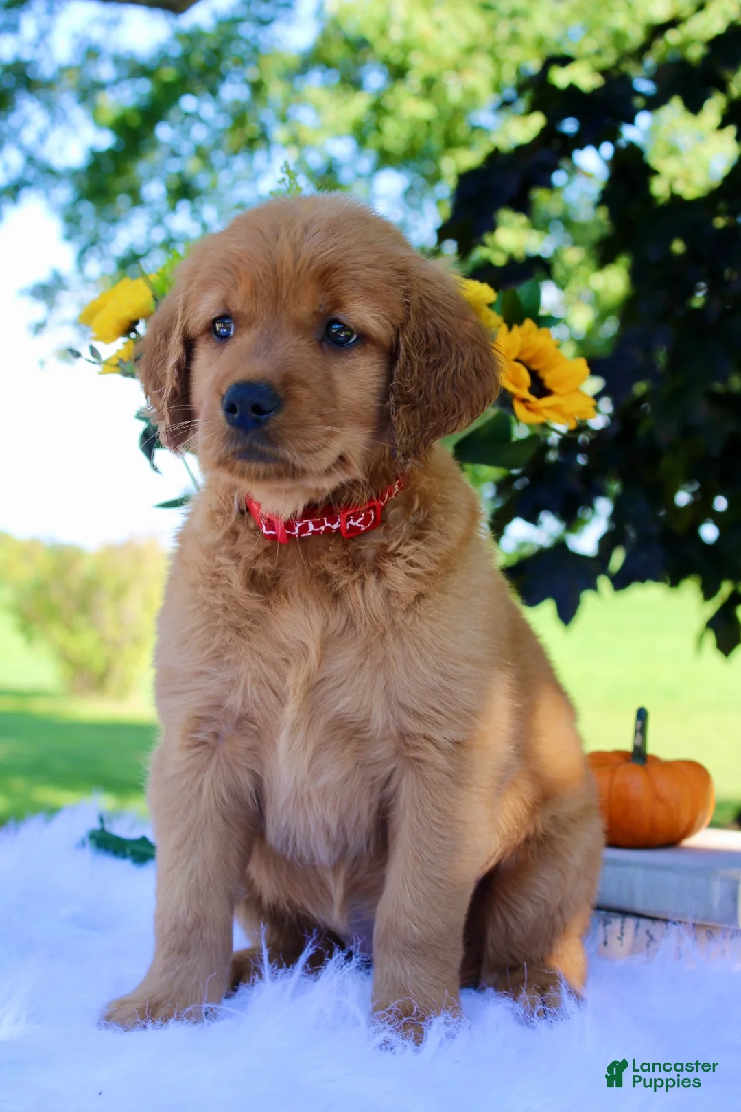 Golden Retriever dogs for sale: Autumn - Ad 1