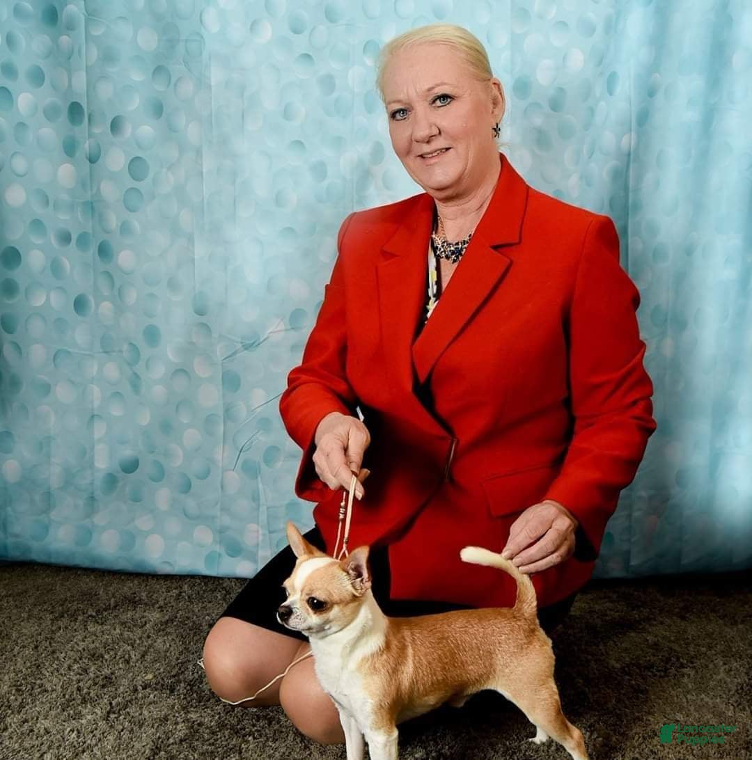 Gallery Image {{count}}