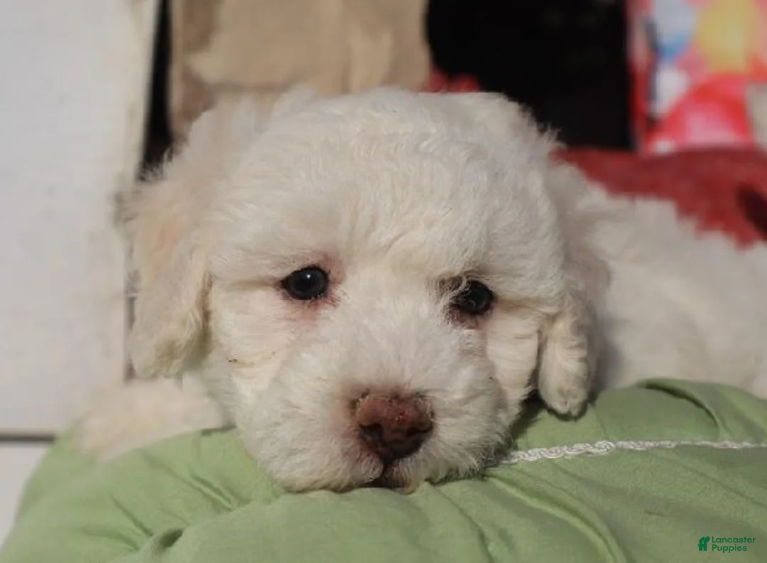 Bichpoo dogs for sale: Hudson - Ad 5