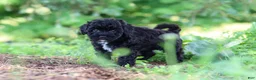 Havapoo dogs for sale: Riley - Ad 8