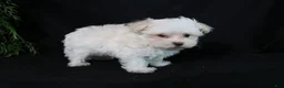 Maltese dogs for sale: Marty - Ad 12