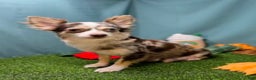 Chihuahua dogs for sale: Max - Ad 7