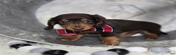 Miniature Dachshund dogs for sale: Billy - Ad 3