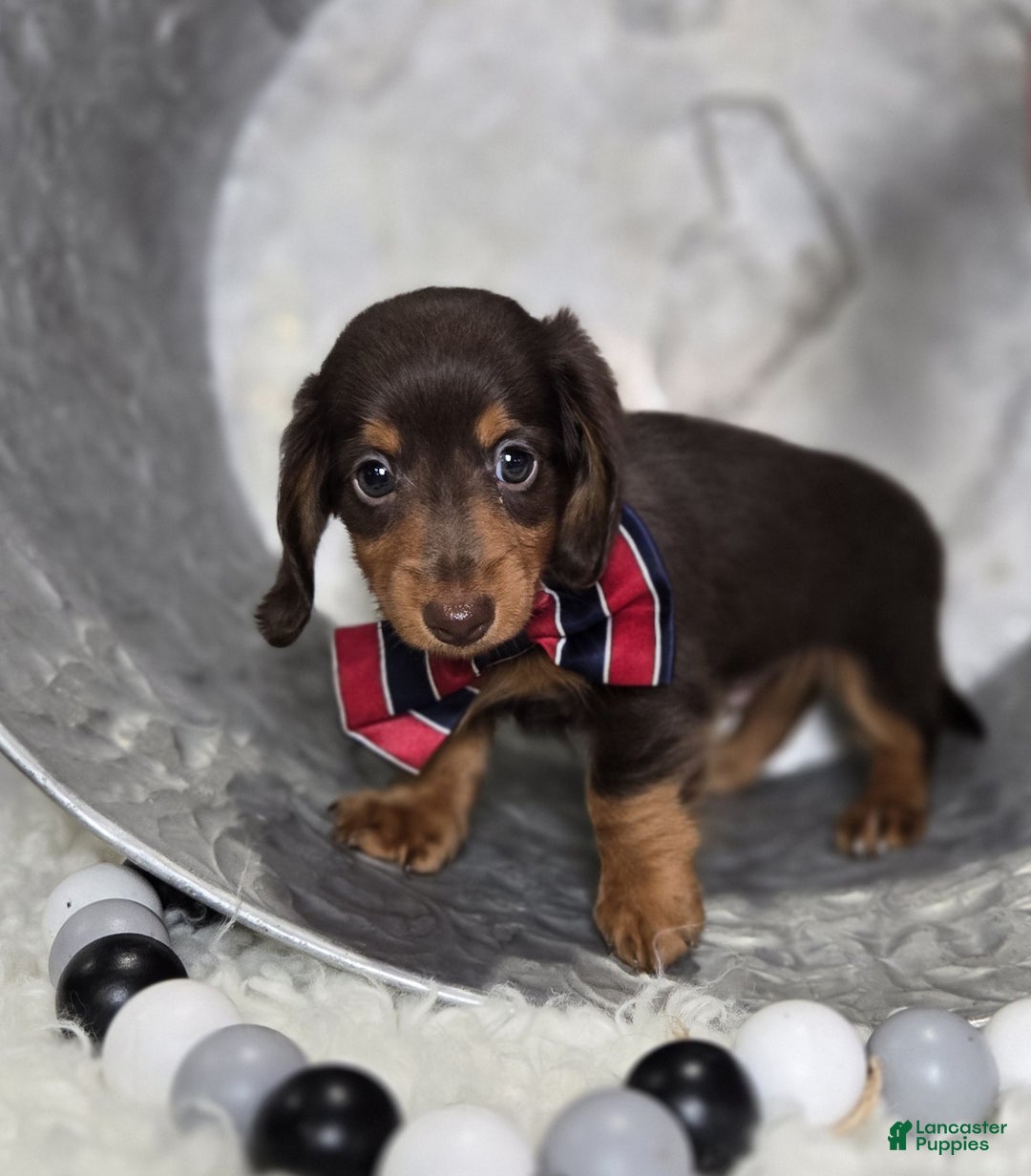 Miniature Dachshund dogs for sale: Billy - Ad 3