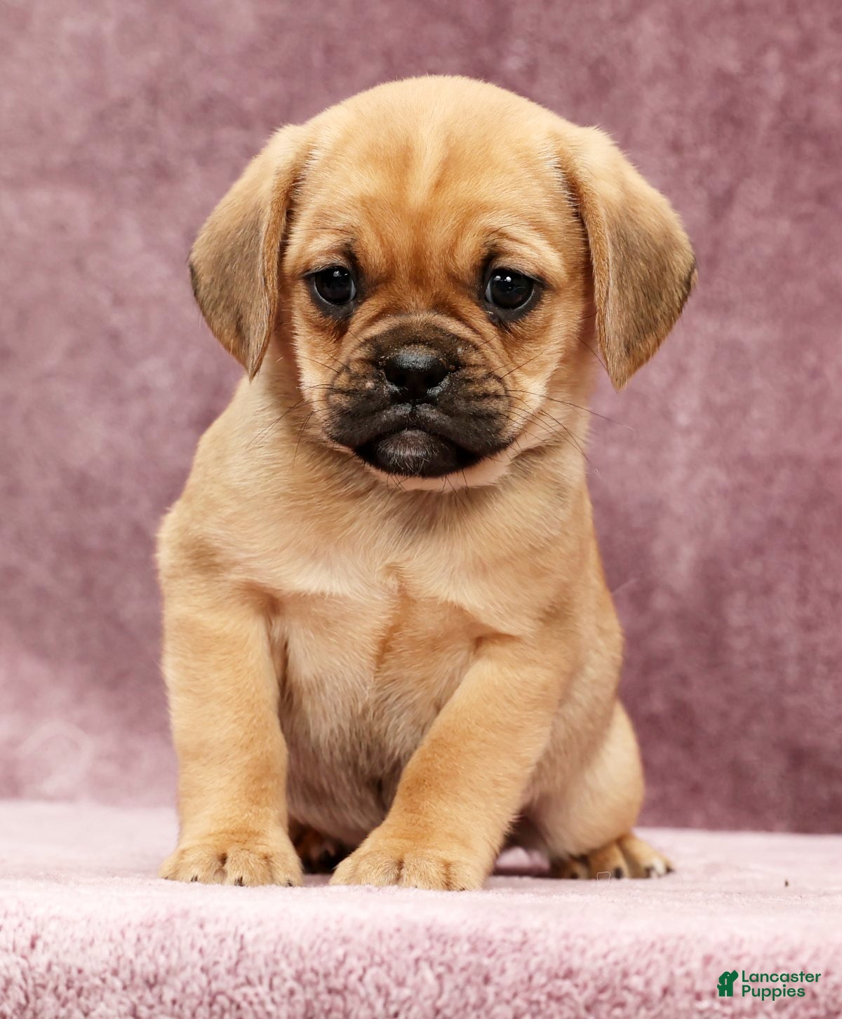 Puggle dogs Paula - Ad 2