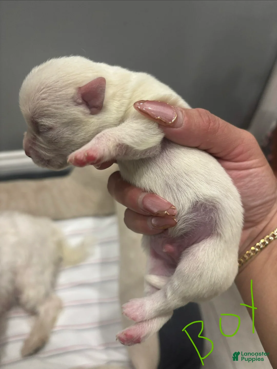 Mixed Breed dogs for sale: Mixed Breed Puppy 2 - Ad 2