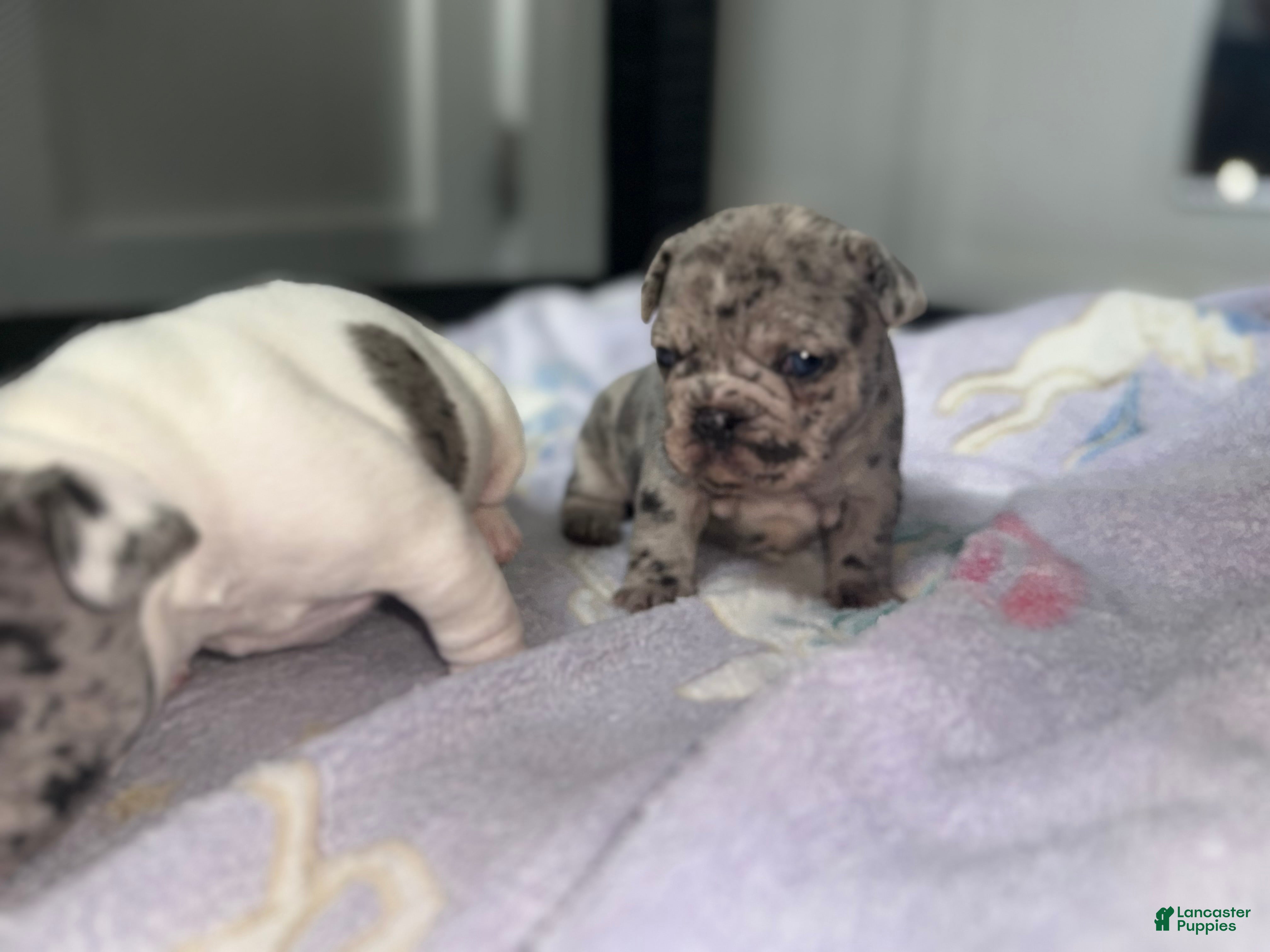 French Bulldog dogs Novelita - Ad 2