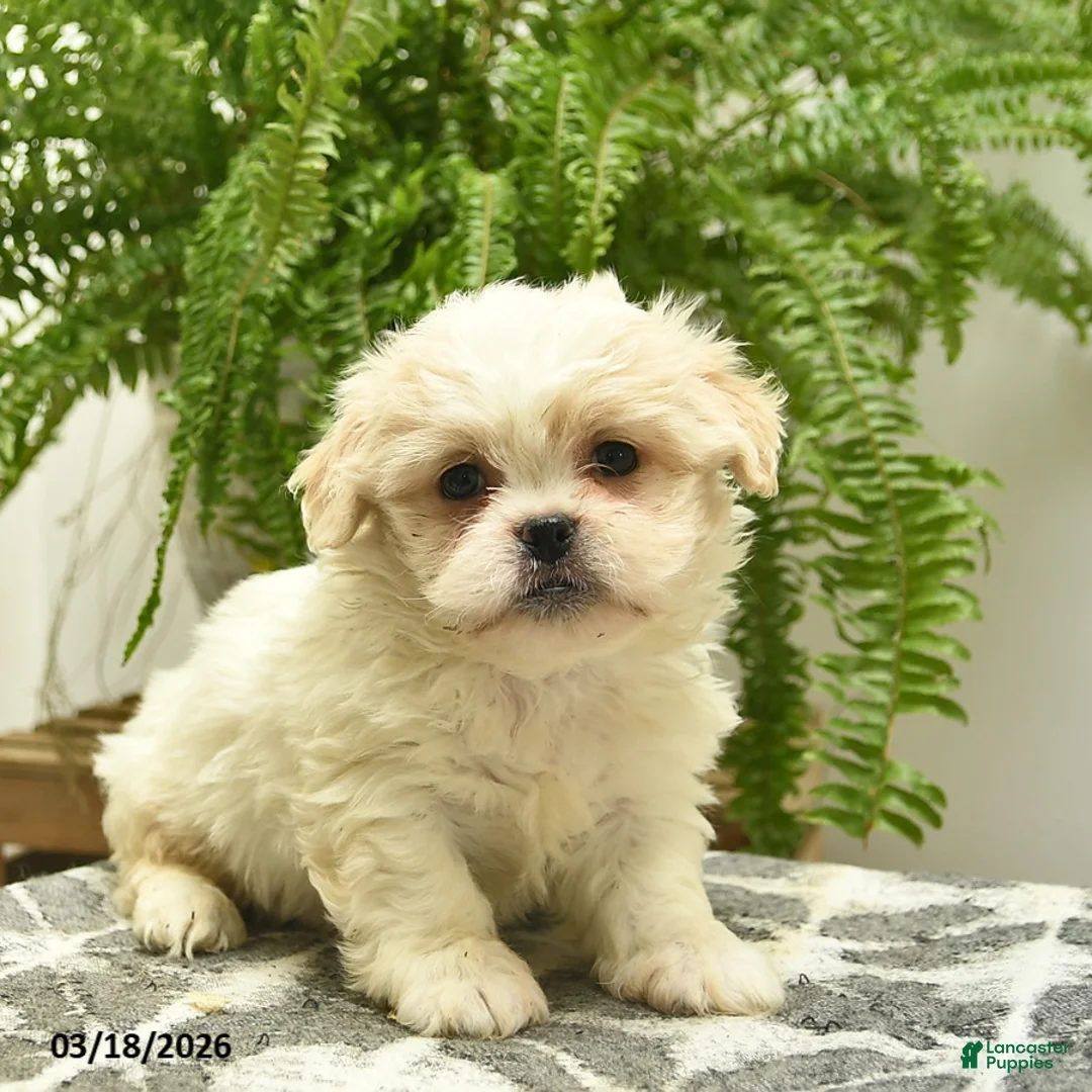 Pekapoo dogs for sale: Jazz - Ad 1