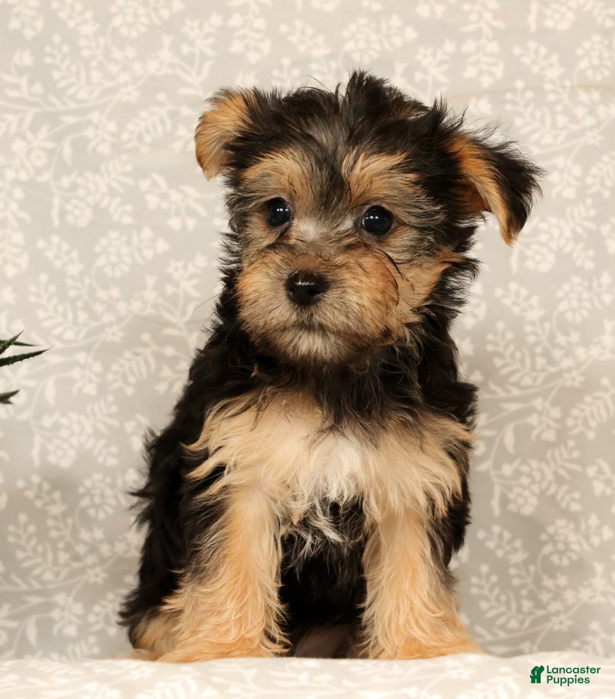 Yochon dogs Katie - Ad 2