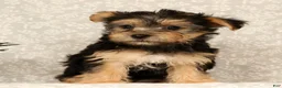 Yochon dogs for sale: Katie - Ad 2