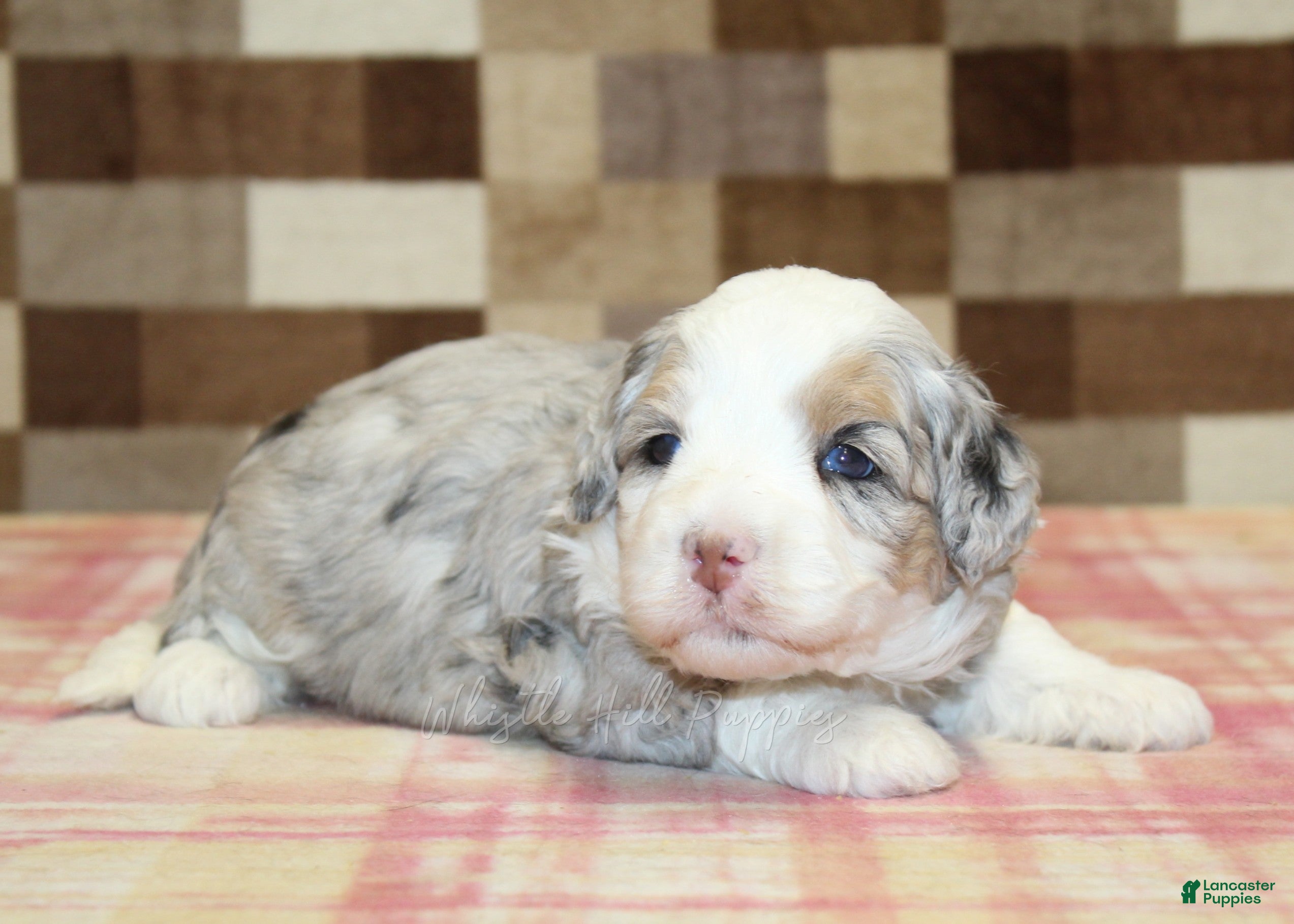 Mini Bernedoodle dogs for sale: Nancy - Ad 1