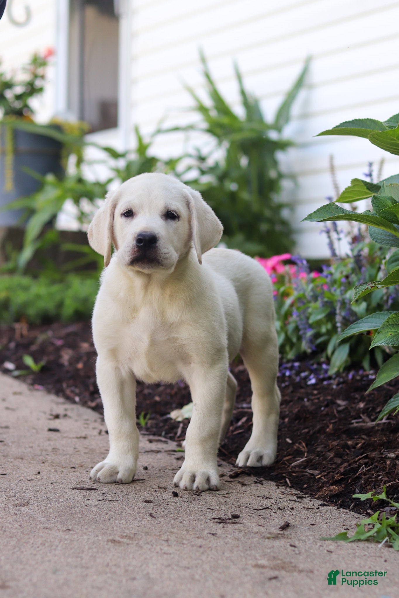 Labrador Retriever dogs Stormy - Ad 1