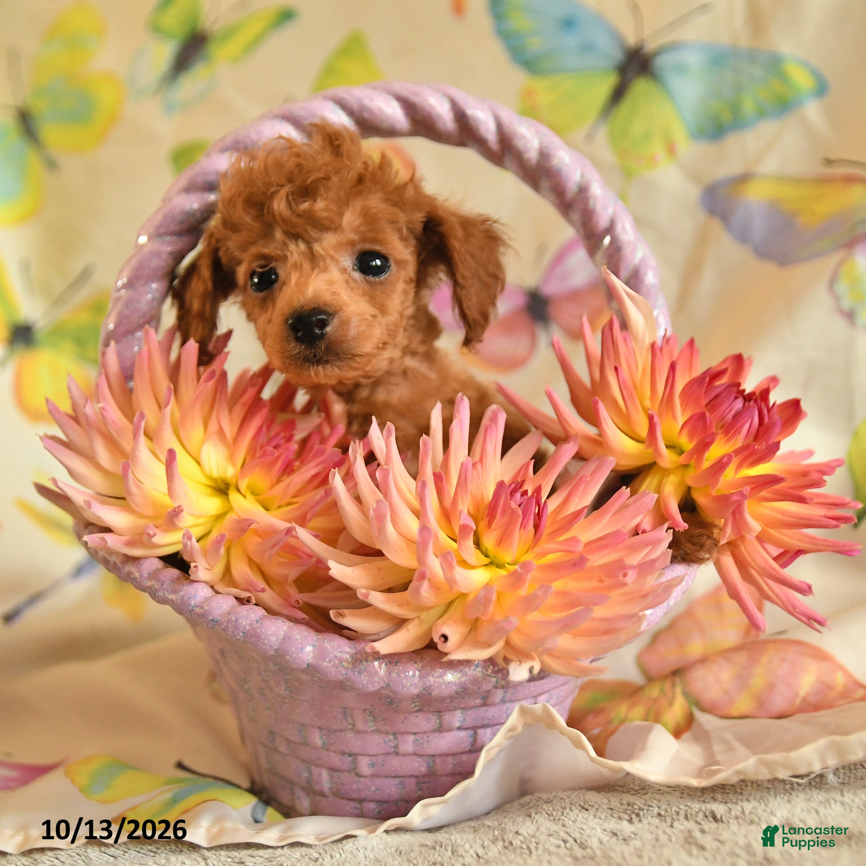 Toy Poodle dogs Betty   - Ad 2