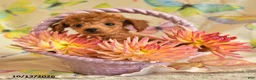 Toy Poodle dogs for sale: Betty   - Ad 2