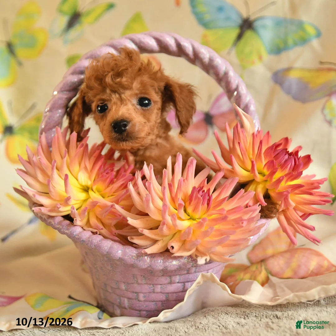 Toy Poodle dogs for sale: Betty   - Ad 2