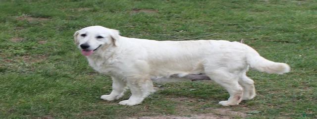 Shilo