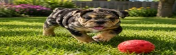 English Bulldog dogs for sale: Perfection  - Ad 1