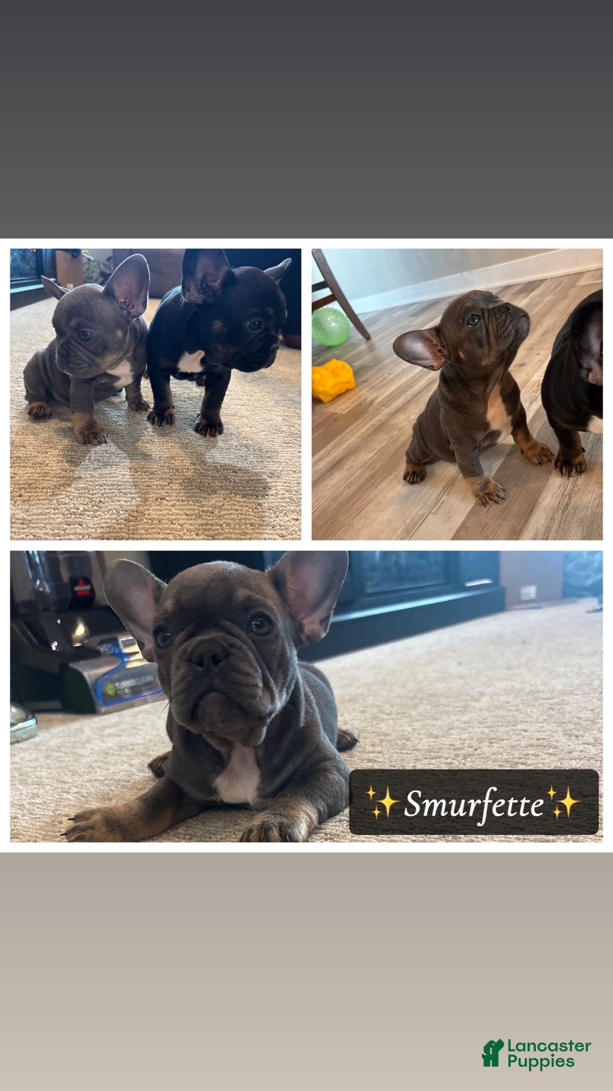 French Bulldog dogs Smurfette - Ad 22