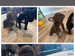 French Bulldog dogs Smurfette - Ad 22