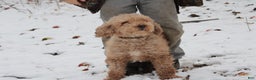 Miniature Poodle dogs for sale: Happy - Ad 4