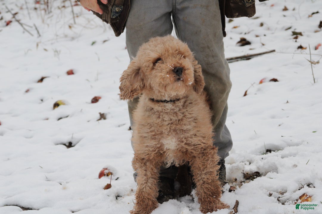 Miniature Poodle dogs for sale: Happy - Ad 4