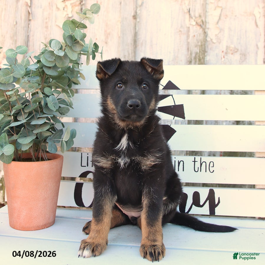 German Shepherd dogs Cora  - Ad 2