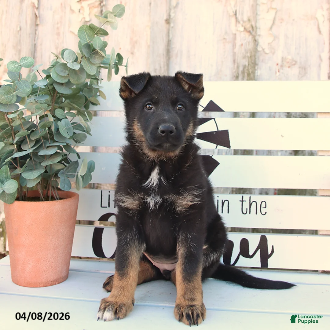 German Shepherd dogs for sale: Cora  - Ad 2