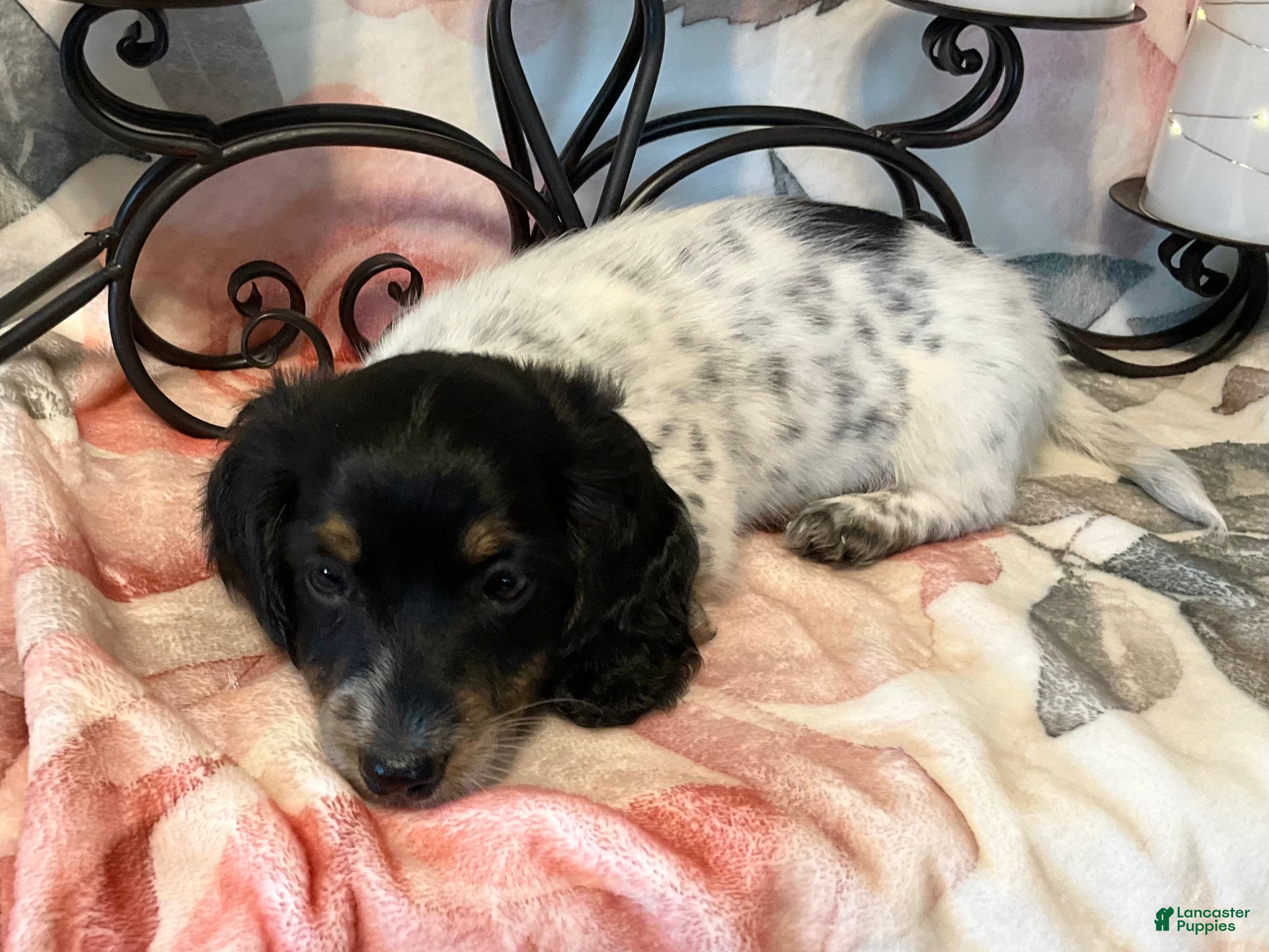 Miniature Dachshund dogs Trix - Ad 2