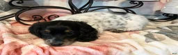 Miniature Dachshund dogs for sale: Trix - Ad 2